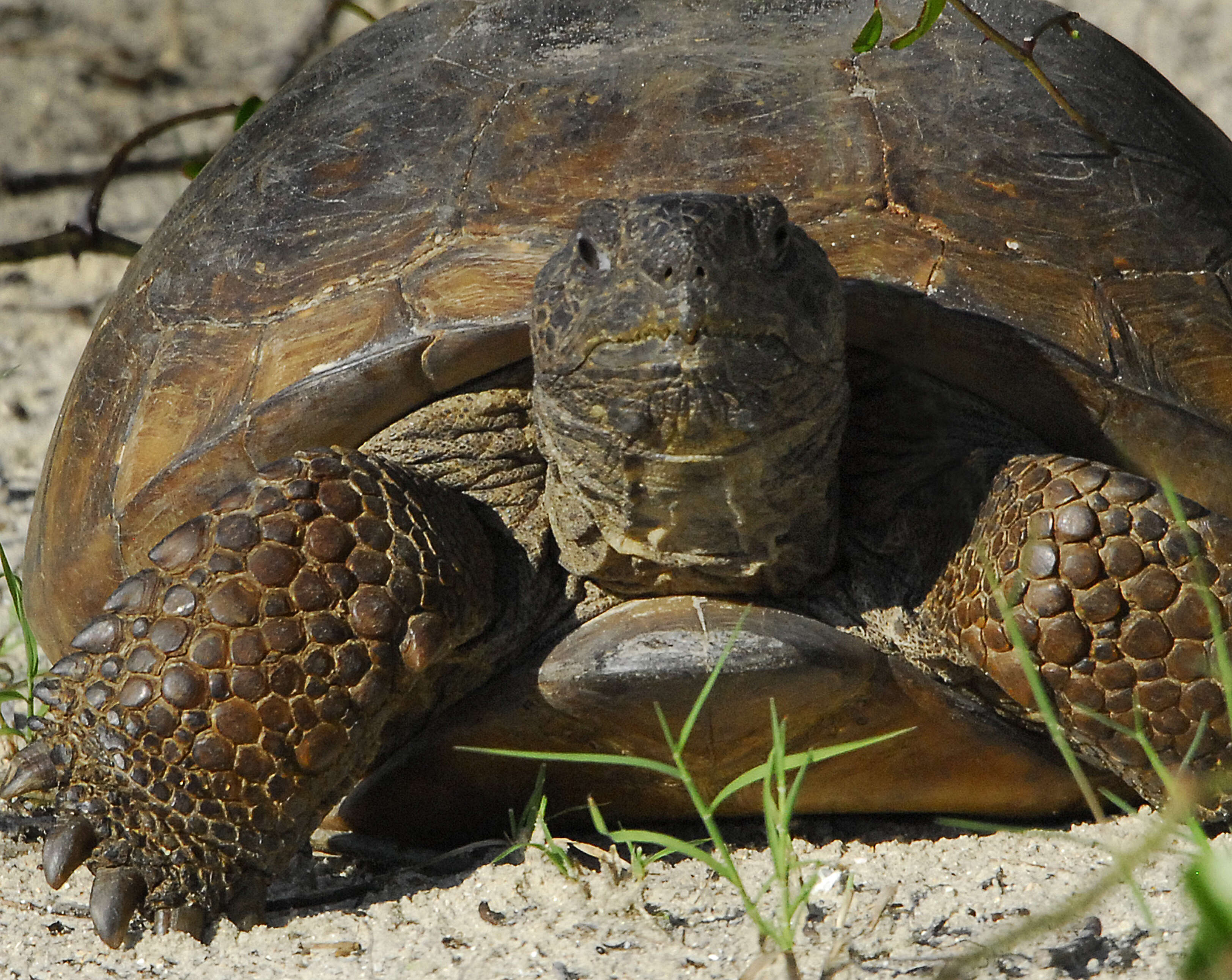 Image of (Florida) Gopher Tortoise