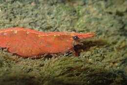 Image of <i>Caridina lanceifrons</i>