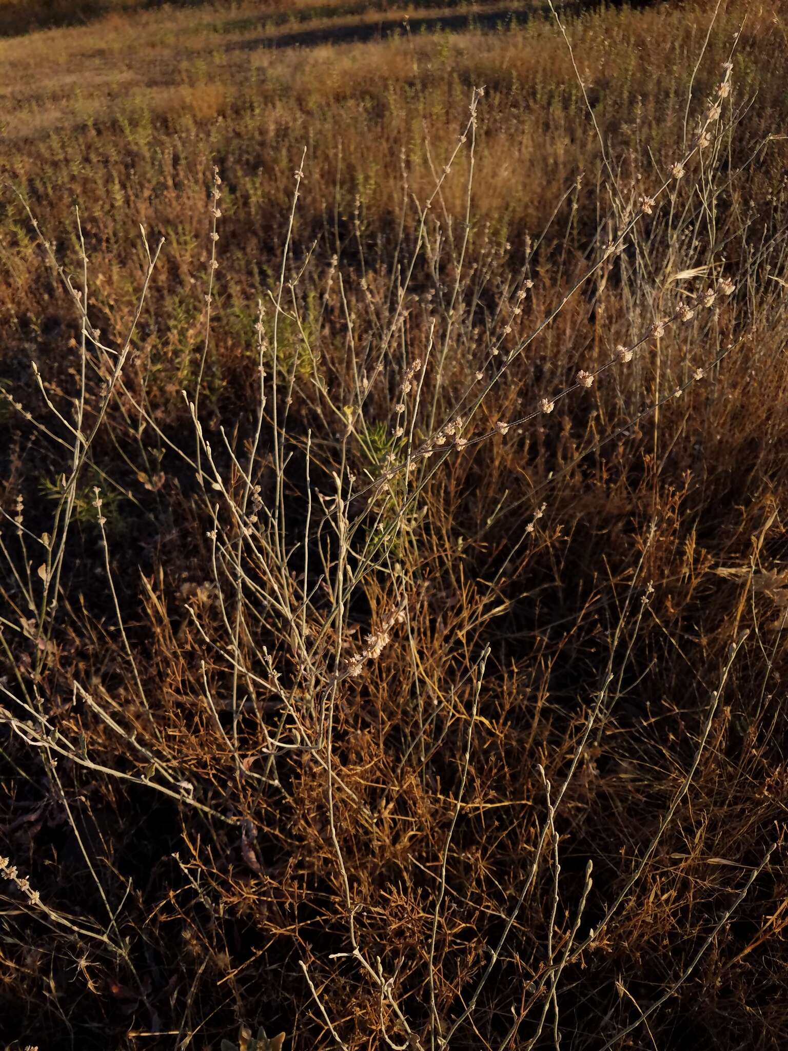 Image of wand buckwheat