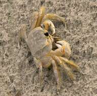 Image of Atlantic Ghost Crab