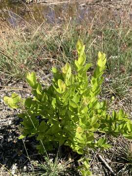 Image of maidenberry