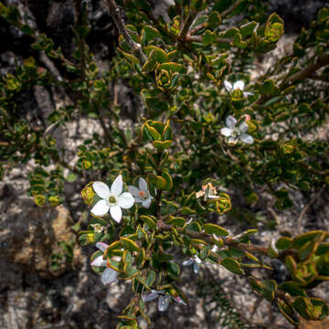 Image of Philotheca obovalis (A. Cunn.) Paul G. Wilson