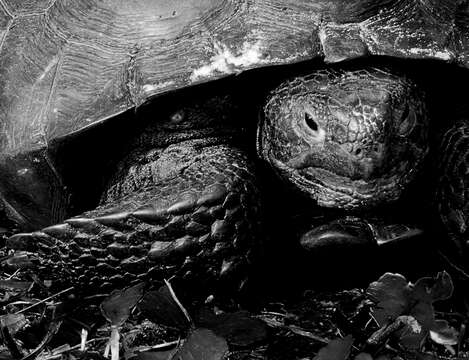 Image of (Florida) Gopher Tortoise