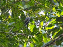 Image of White-throated Pewee