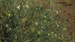 Image of Desert Broom