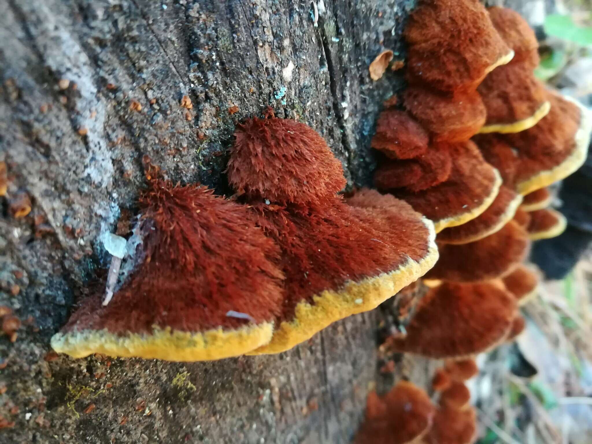 صورة Phellinus gilvus (Schwein.) Pat. 1900