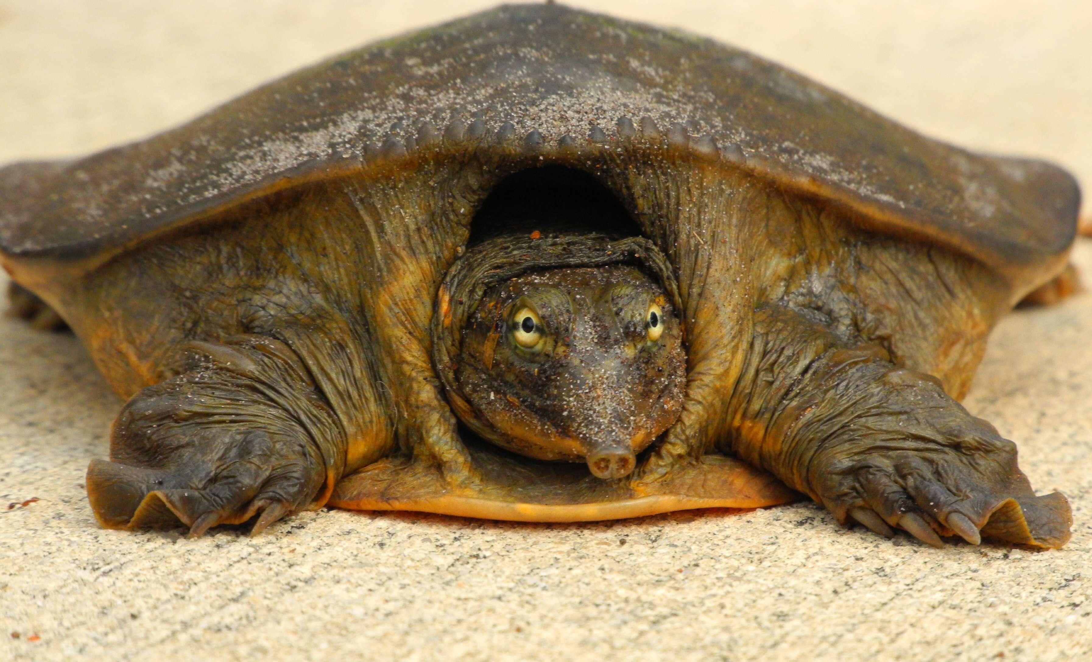 Image of Florida Softshell Turtle