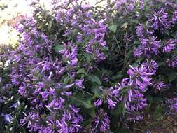 Image of Purple ribbon bush