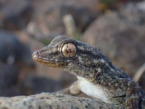 Image of East Canary Gecko