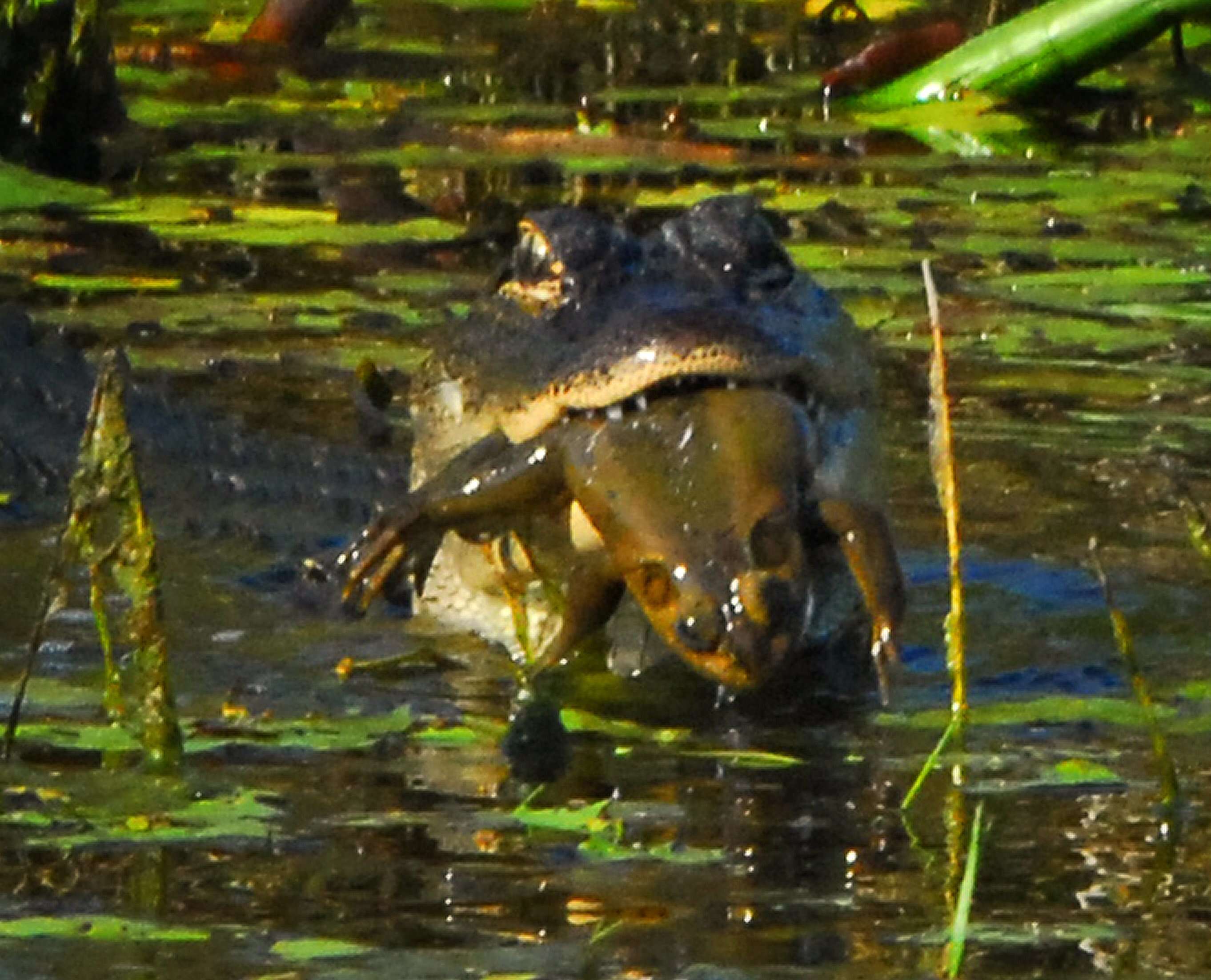 Слика од Lithobates catesbeianus (Shaw 1802)