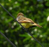 Image of Great Crested Flycatcher