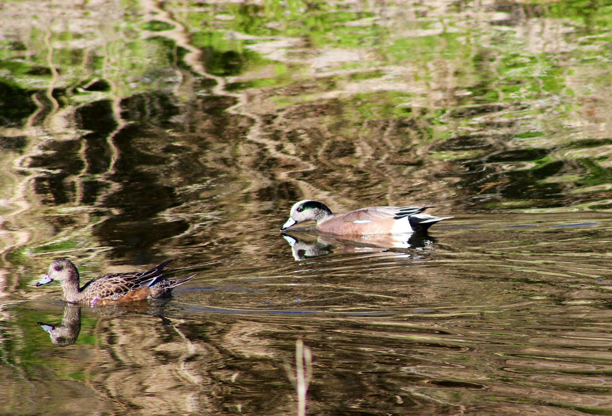 Image of American Wigeon