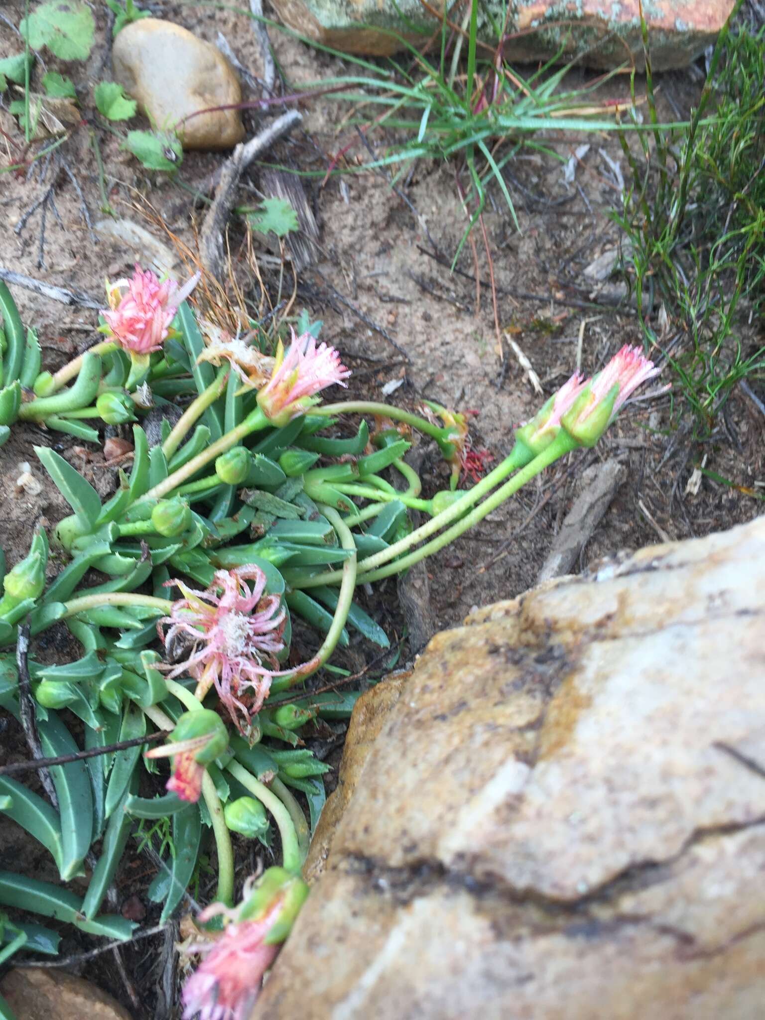 Image of Acrodon bellidiflorus (L.) N. E. Br.