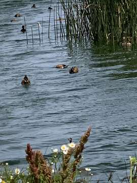 صورة Spatula platalea (Vieillot 1816)