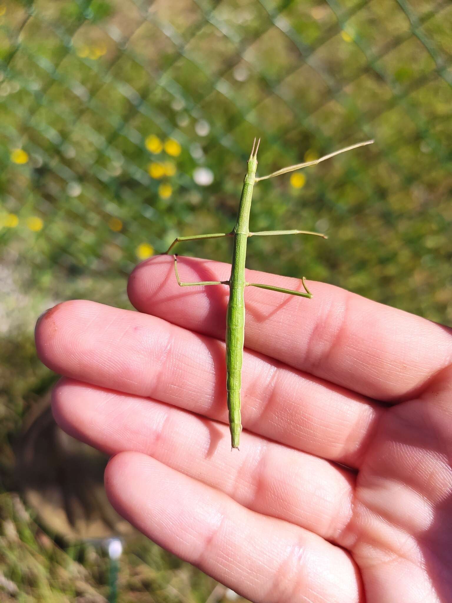 Image of Clonopsis