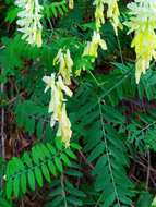 Image of Vicia pinetorum Boiss. & Spruner