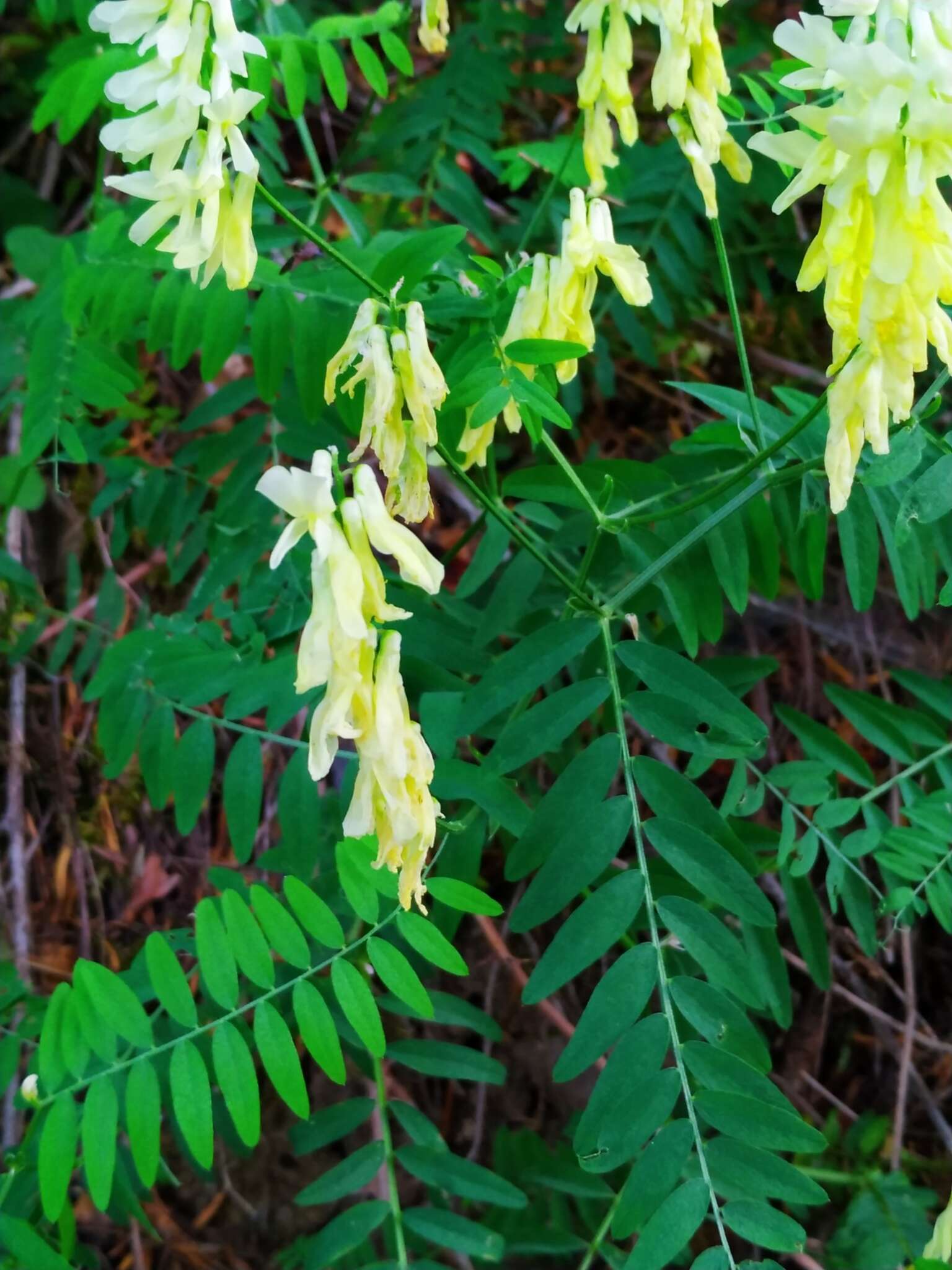 Image of Vicia pinetorum Boiss. & Spruner