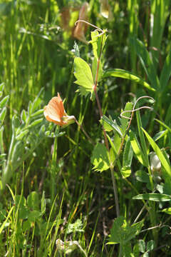 Image of tawny pea