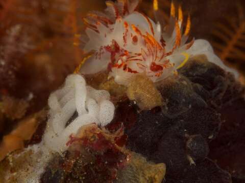 Image of Fiery nudibranch