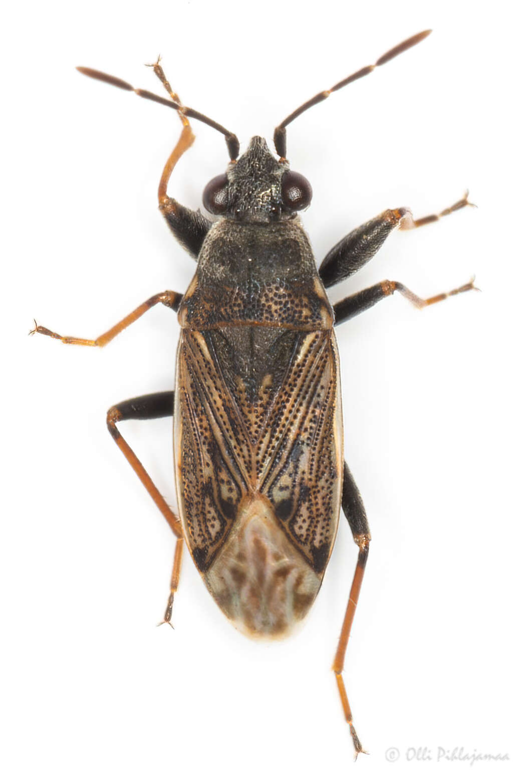 Peritrechus geniculatus (Hahn 1833) resmi