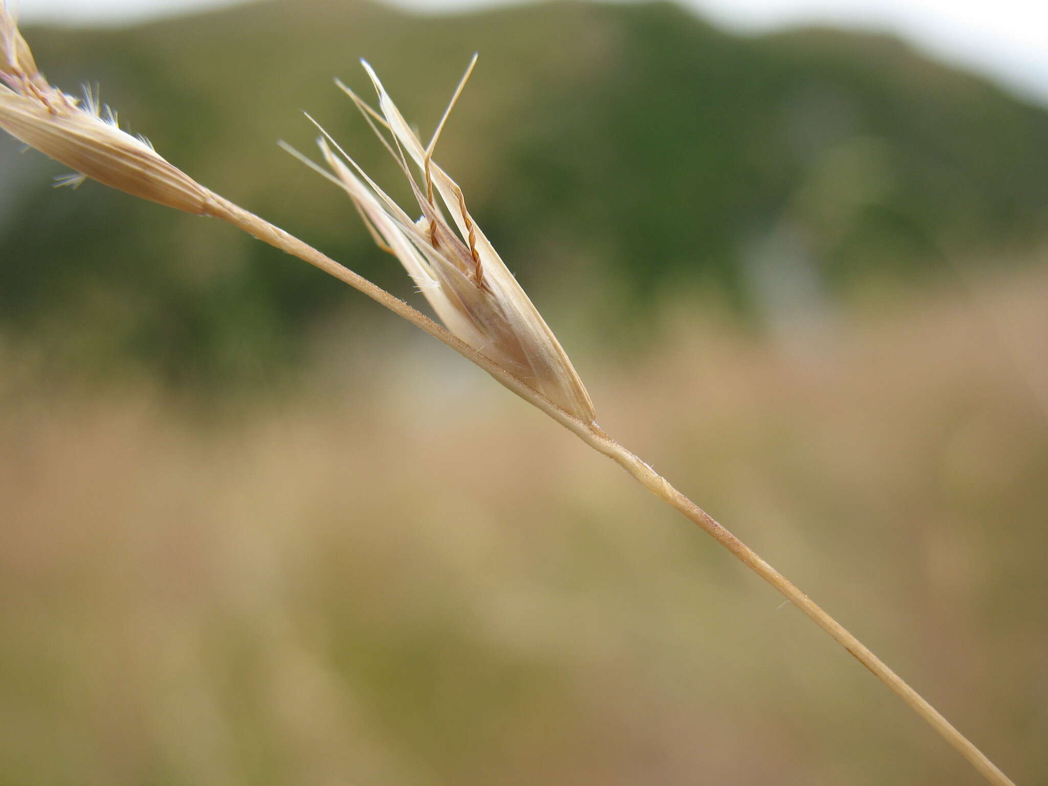 Image of Rytidosperma merum Connor & Edgar