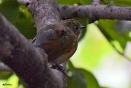 Image of Himalayan Bluetail