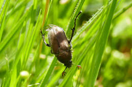 Image of Amphicoma carceli (Laporte 1832)