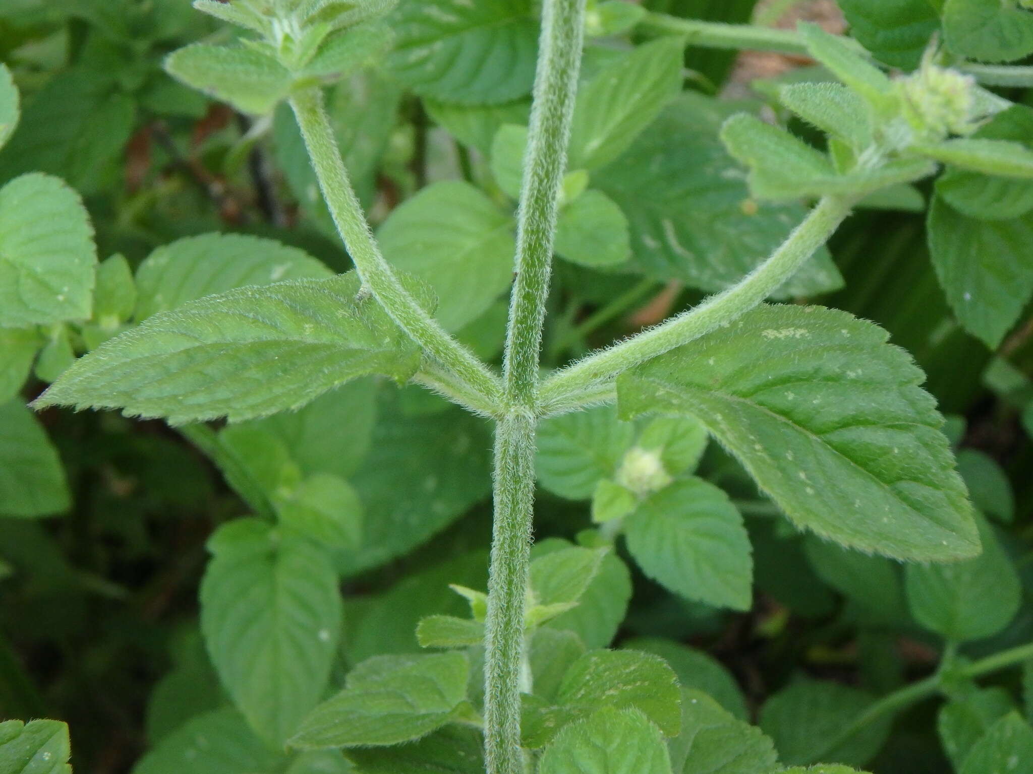 Image of Water Mint