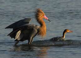 Image of Egretta Forster & T 1817