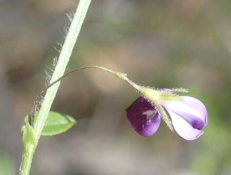 Psoralea plauta C. H. Stirt. resmi