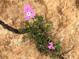 Image of Ricotia lunaria (L.) DC.