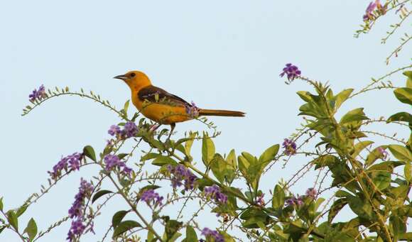 Plancia ëd Icterus cucullatus igneus Ridgway 1885