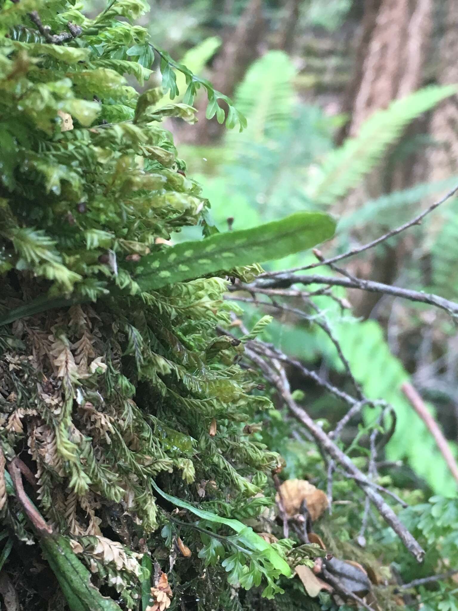 Notogrammitis angustifolia (Jacq.) Parris的圖片