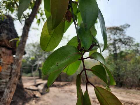 Image of Cratoxylum formosum subsp. formosum