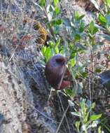 Image of Pink-headed Warbler