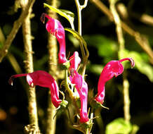 Image of Centropogon urubambae E. Wimm.