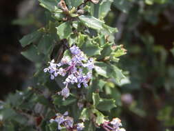 Image of Rincon Ridge ceanothus