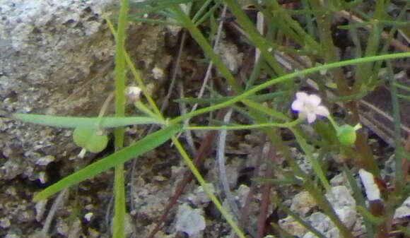 Image of Euphorbia sphaerorhiza Benth.