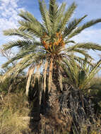 Image of date palm