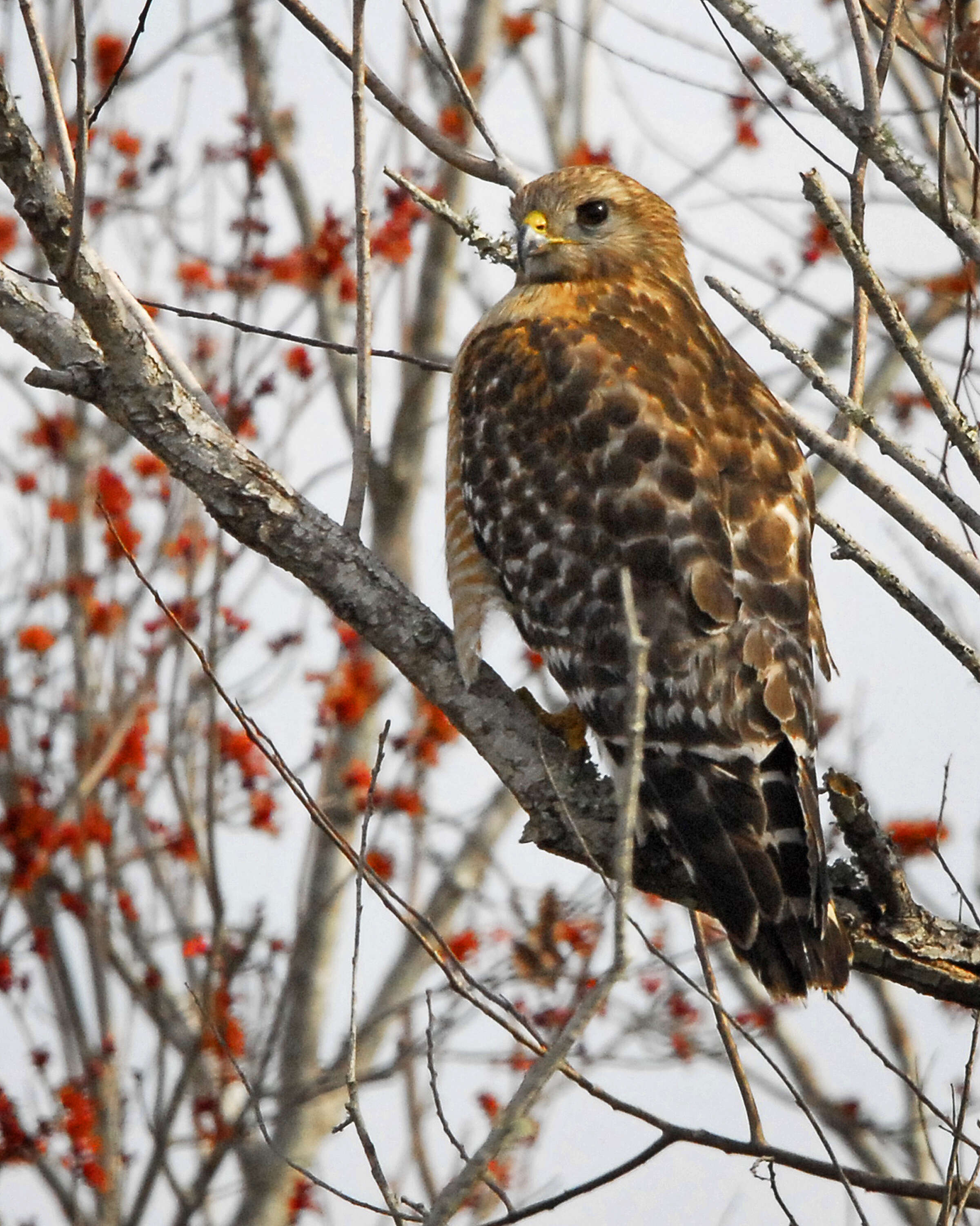 Image of Red-shouldered Hawk