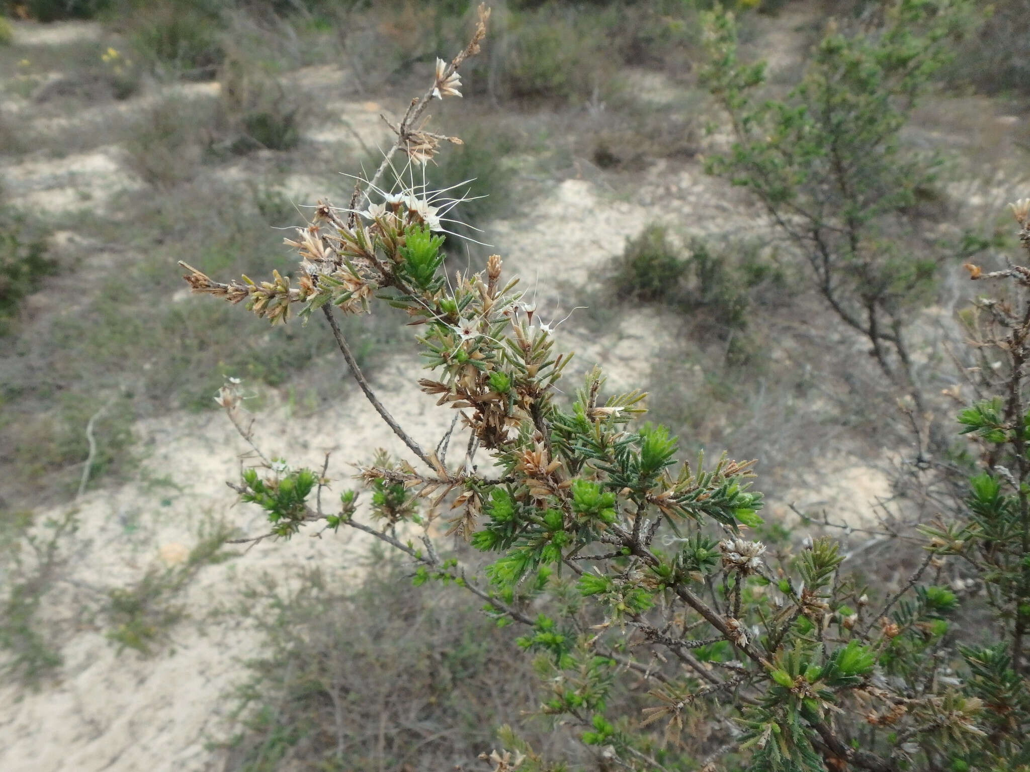 Image of Calytrix tetragona Labill.