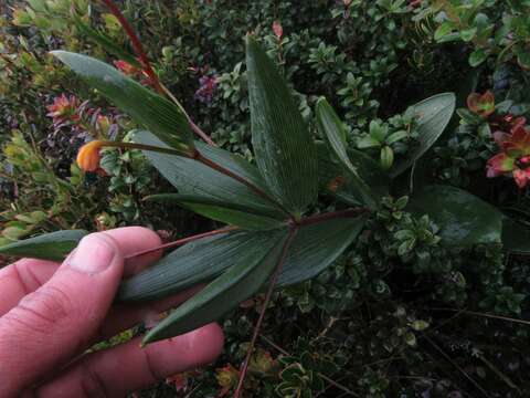 Imagem de Bomarea pauciflora (Kunth) Herb.