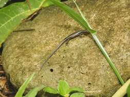 Image of Copper-tailed Skink