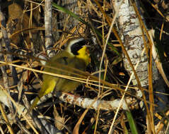 Geothlypis trichas (Linnaeus 1766) resmi