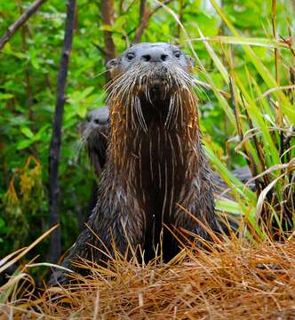 Image of Otter sp.