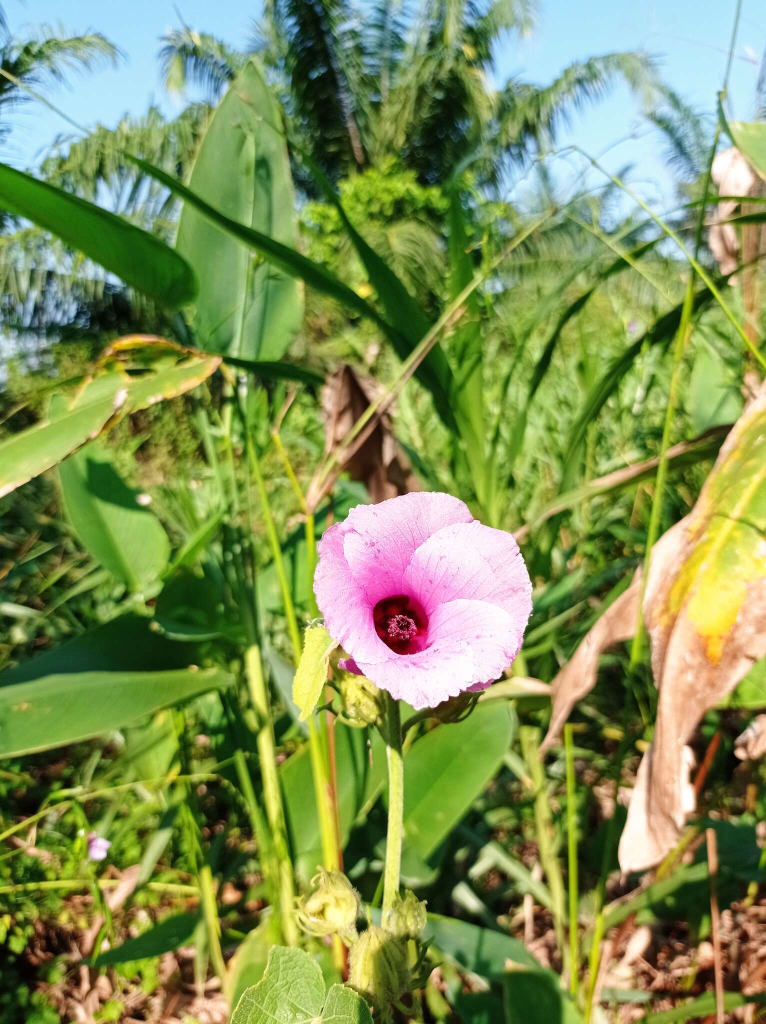 Sivun Hibiscus furcellatus Desr. kuva