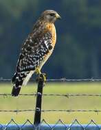 Image of Red-shouldered Hawk