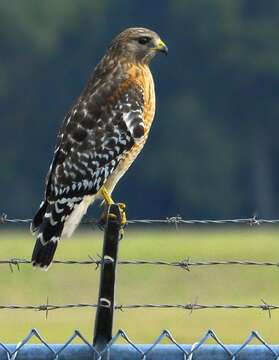 Image of Red-shouldered Hawk