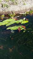 Image of Cape pondweed