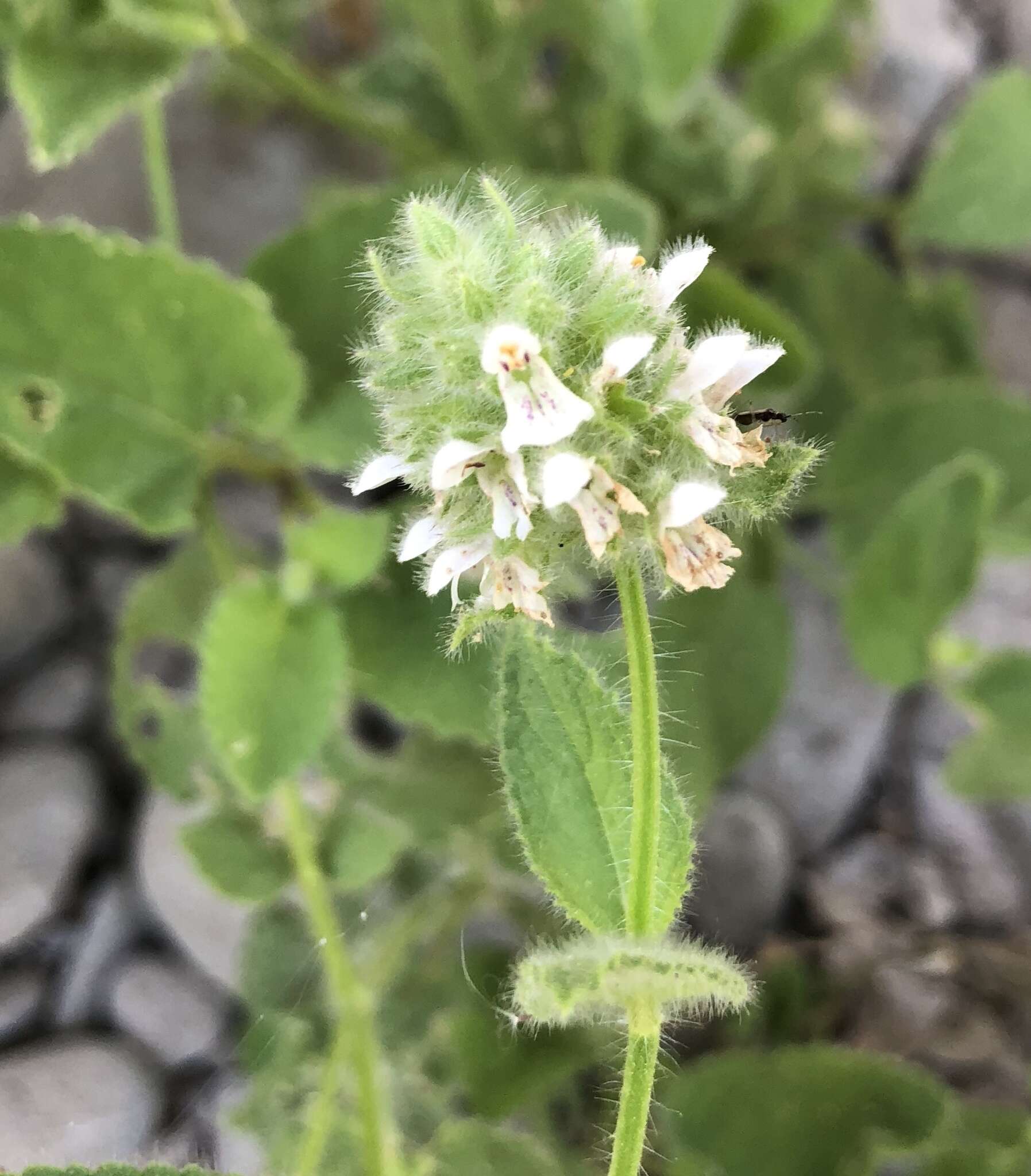 Imagem de Stachys pycnantha Benth.